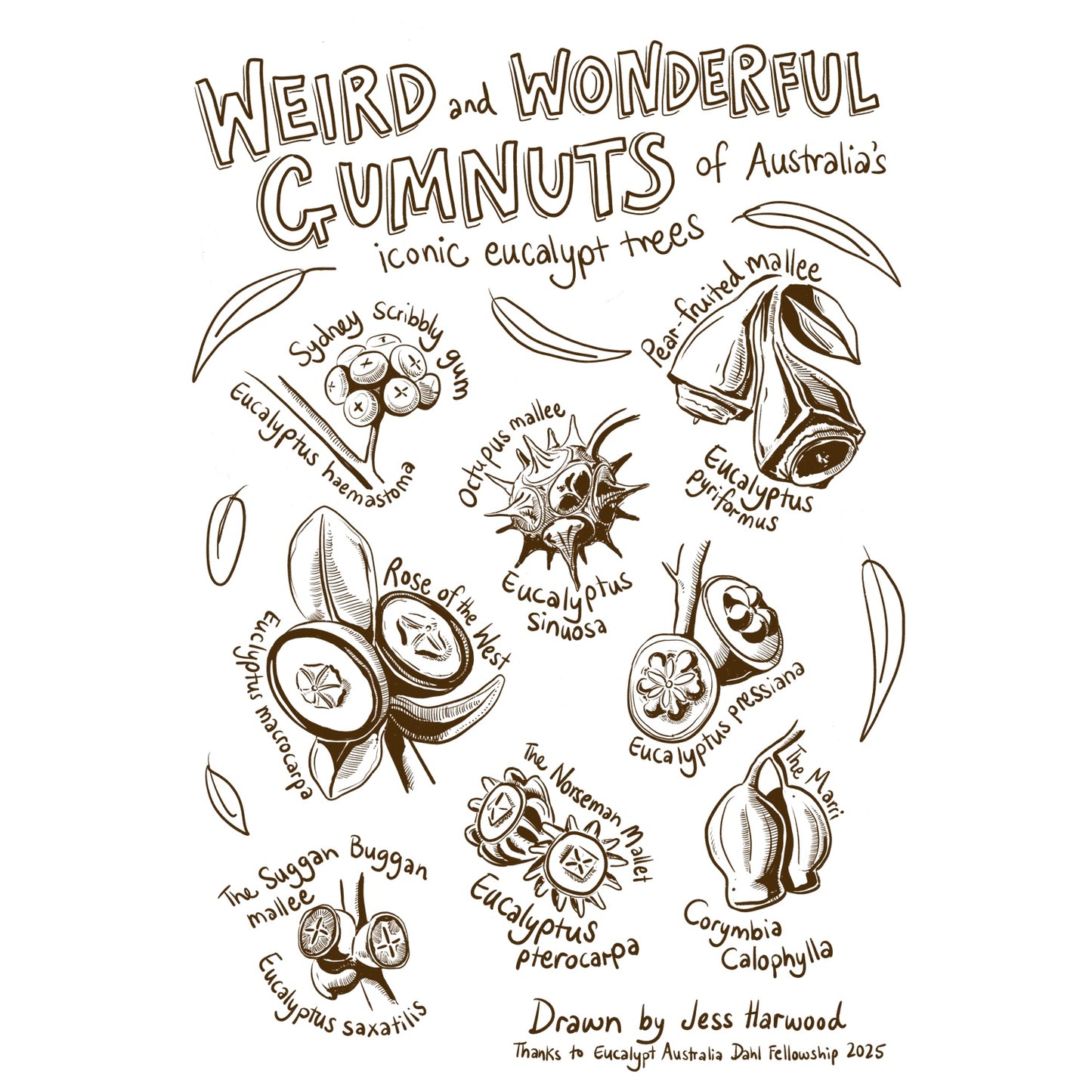 Weird and Wonderful Gumnuts of Australia T-shirt - Men's