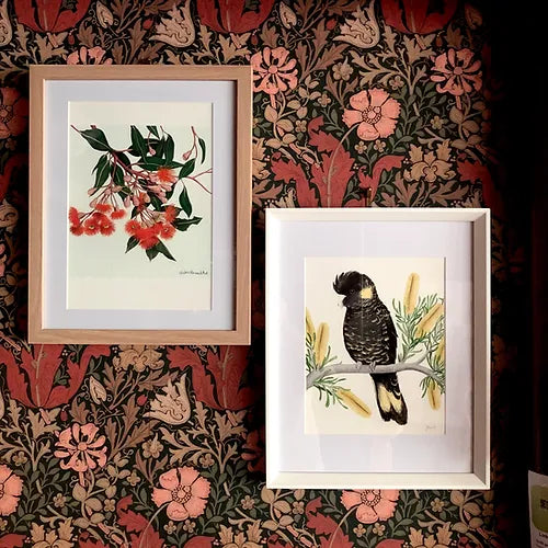 Black Cockatoo with banksias fine art print