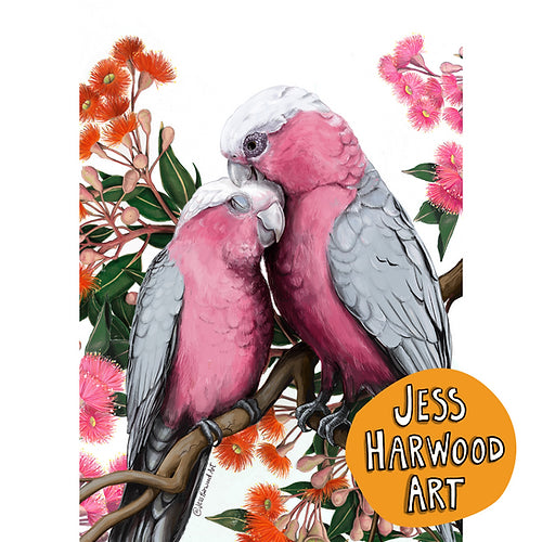 Galahs and gumblossoms fine art print