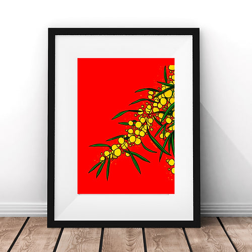 Wattle fine art print