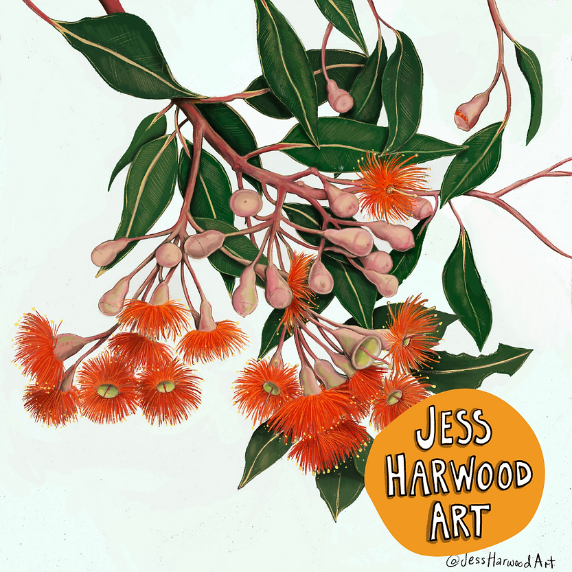 'Baby Orange' gum blossoms fine art print