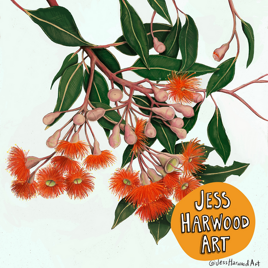 'Baby Orange' gum blossoms fine art print