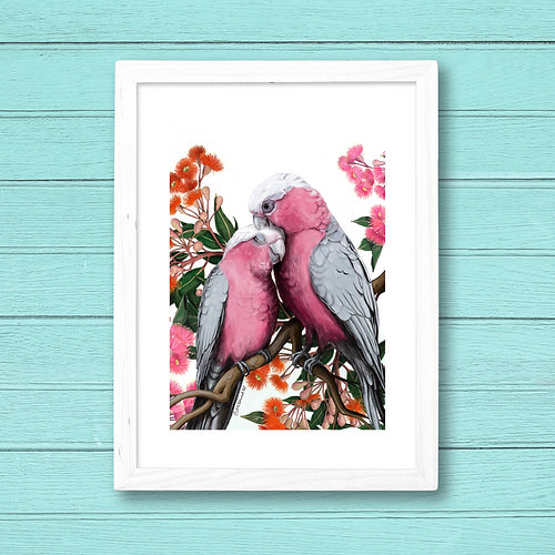 Galahs and gumblossoms fine art print