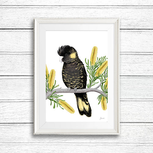 Black Cockatoo with banksias fine art print