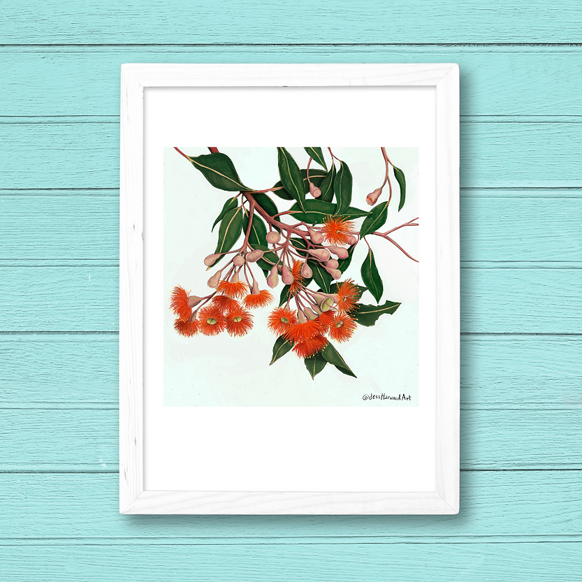 'Baby Orange' gum blossoms fine art print