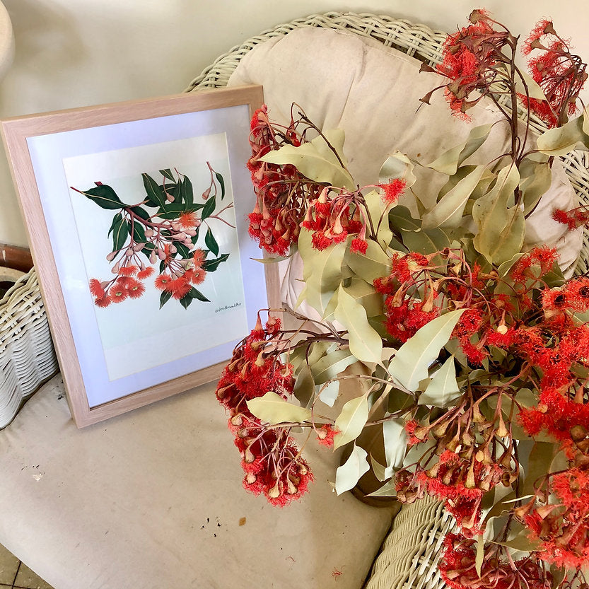 'Baby Orange' gum blossoms fine art print