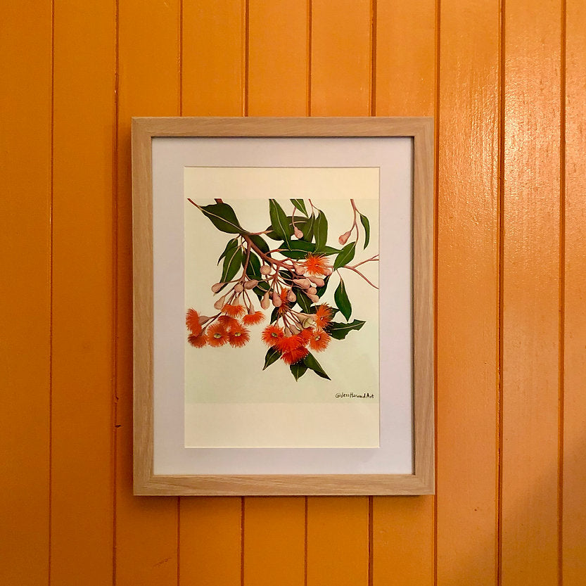 'Baby Orange' gum blossoms fine art print