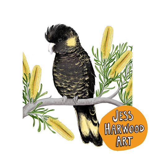 Black Cockatoo with banksias fine art print